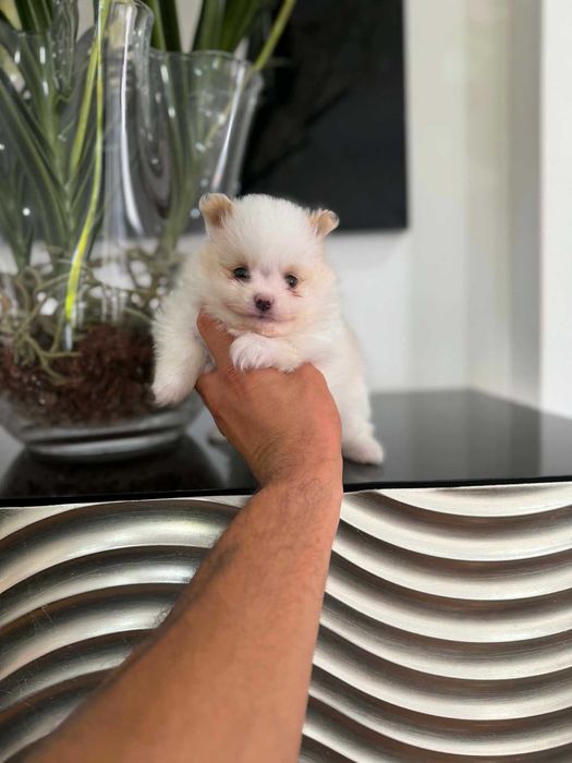 Spitz Alemão Anão e/ou Lulu da Pomerânia  FEMEA BRANCA E IZABELLA   com  LOP e AFIXO