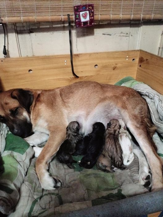 Pieski do adopcji 6 tygodniowe śliczne  będą duże po rodzicach