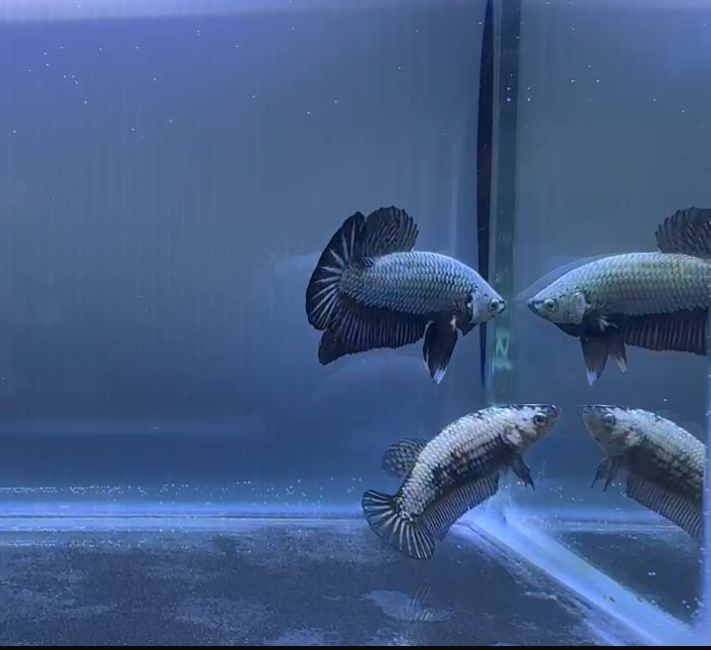 Casal Betta Black Dragon