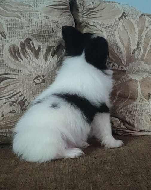 Spaniel kontynentalny miniaturowy Papillon - piesek ZKwP