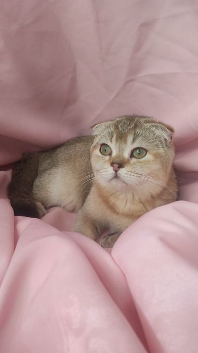 Самая нежная девочка от ЗОЛОТОЙ шиншиллы