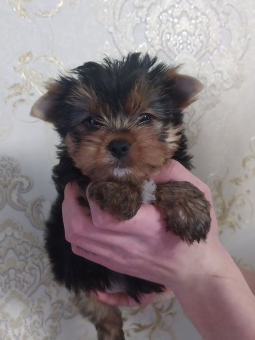 Шикарный мальчик йорк!