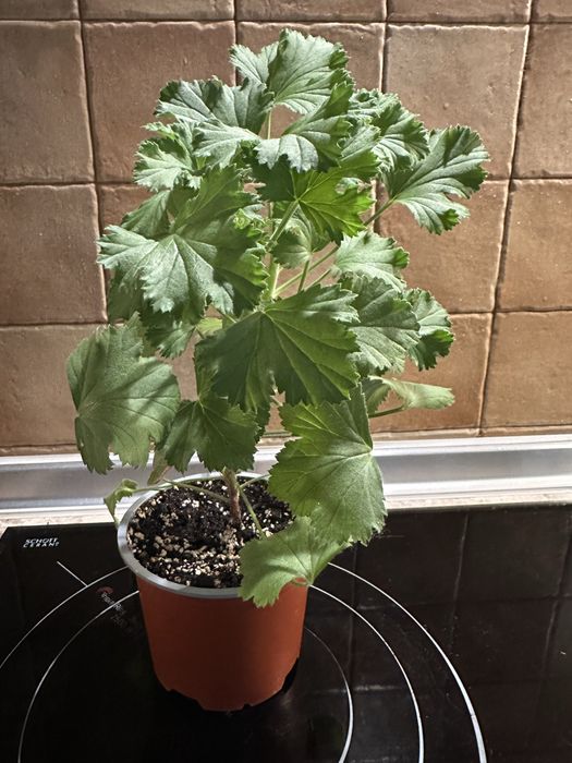 Королівська пеларгонія темнобордова, інші сорт-2  пеларгоніі