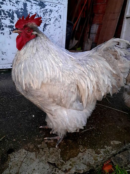 Macho Orpington Lavanda (7meses)