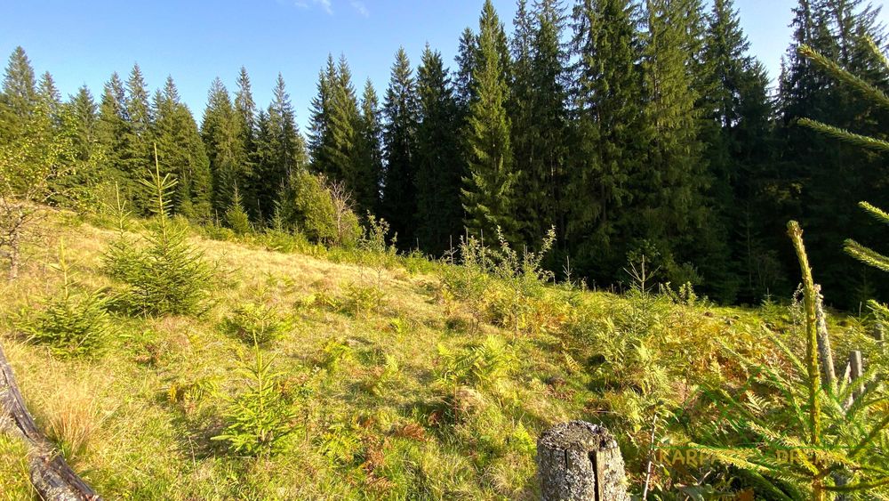 Продаж ділянки, межує з лісом