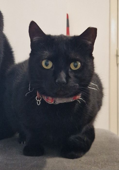 Uma Companheira Especial à Procura de um Lar!