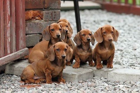 Елегантний хлопчик такса рідкісного рудого тону