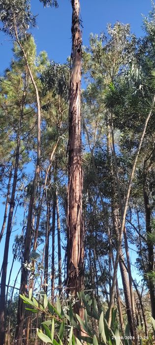 Terreno rústico em zona de eucaliptal