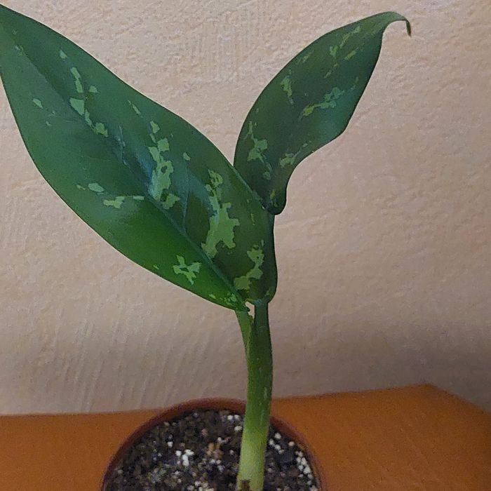 Пропоную до продажу кімнатні квіти вирощені в домашніх умовах