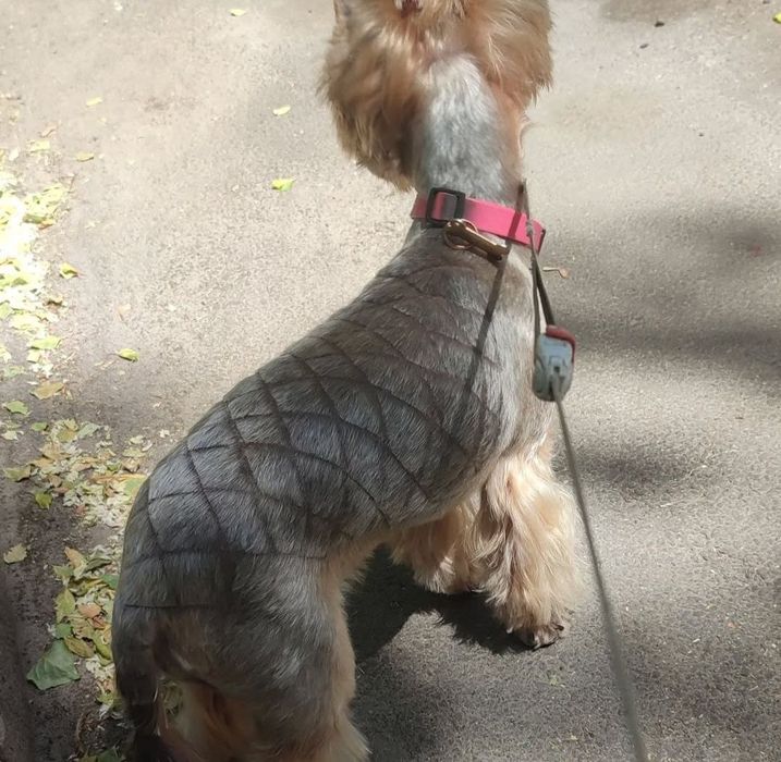 Стрижка йорків , та собак малих порід , грумінг