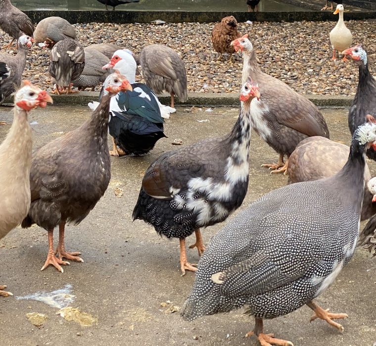 Fracas / galinha d/Angola.