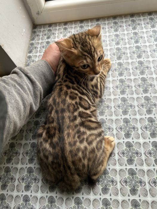 Cudna kotka bengalska. Legalna Hodowla