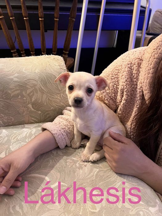 6 Bebés para Adoção Responsável