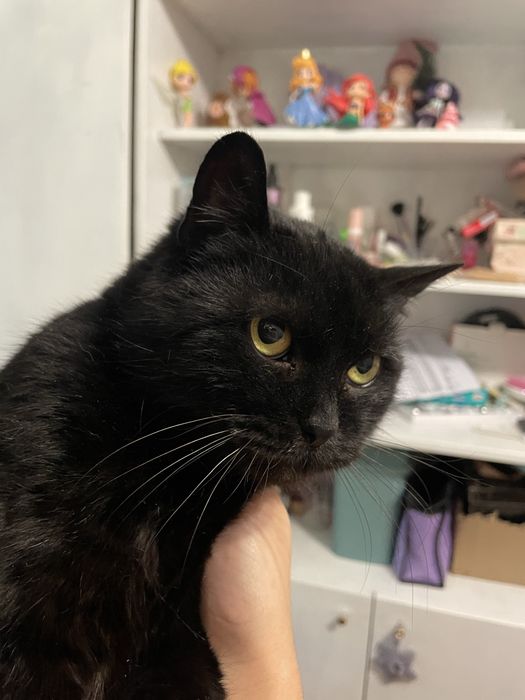 Кішка шукає сімʼю