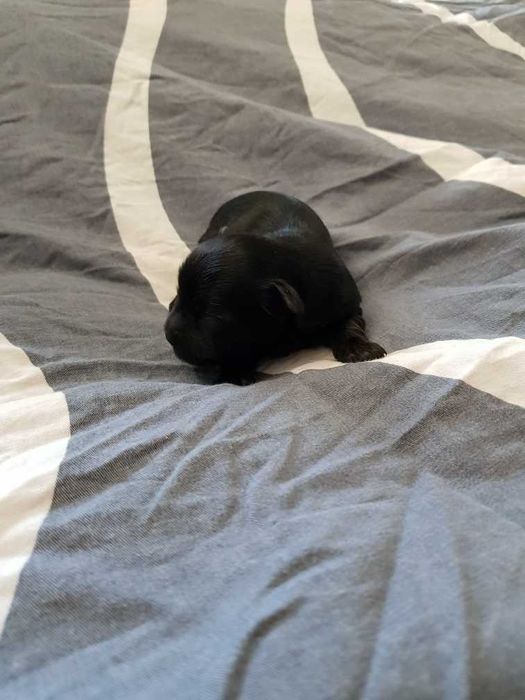 York czarno złoty piesek