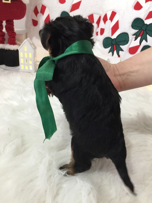 VIP Йорки — Це не просто цуценята  це любов у формі собаки