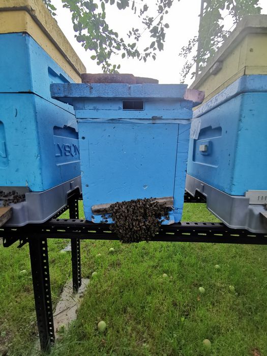 Odkład pszczeli na 6 ramkach