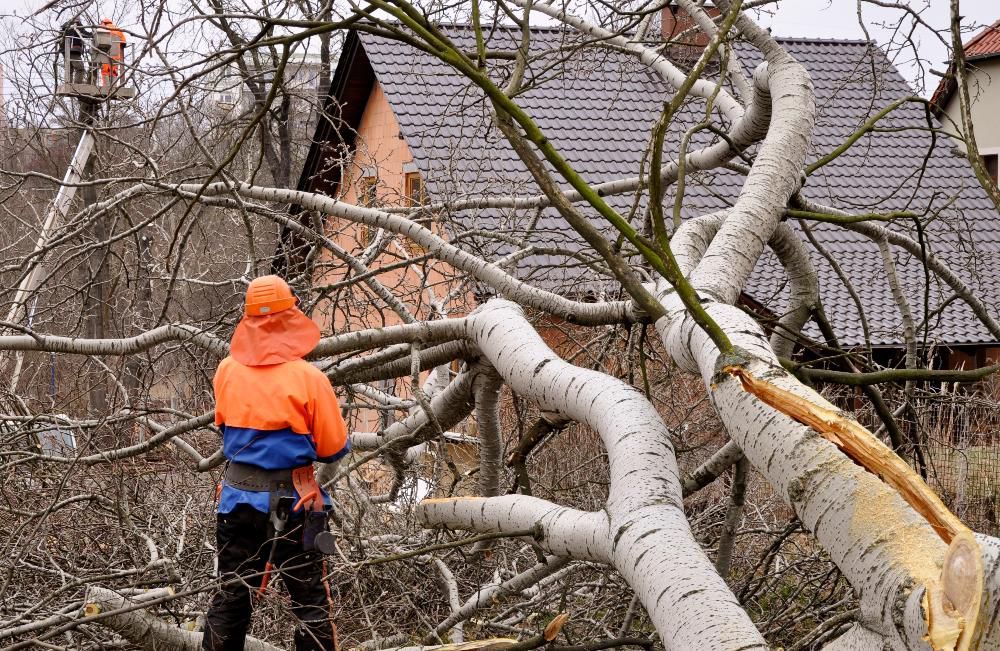 Profesjonalna wycinka drzew. Wycinka z podnośnika. Przycinanie gałęzi.