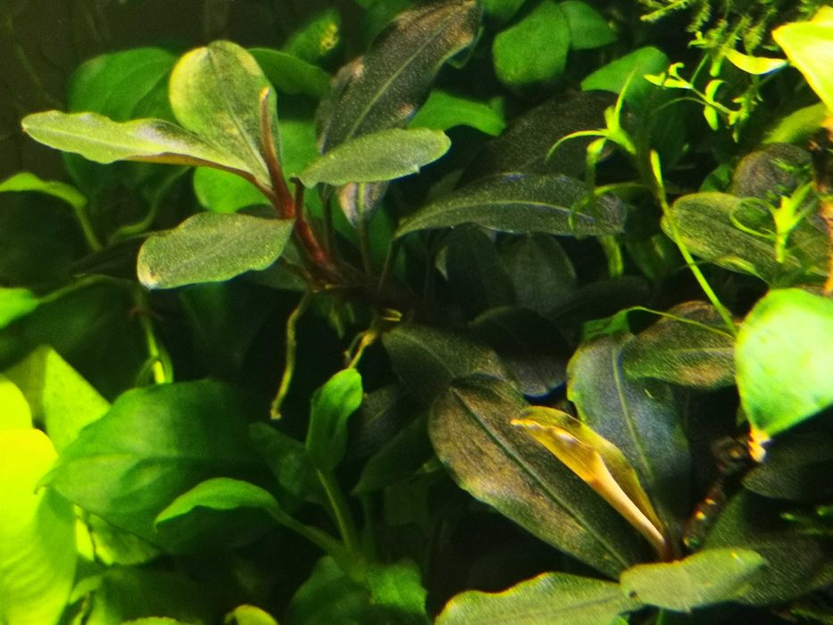 Bucephalandra  Silver Powder