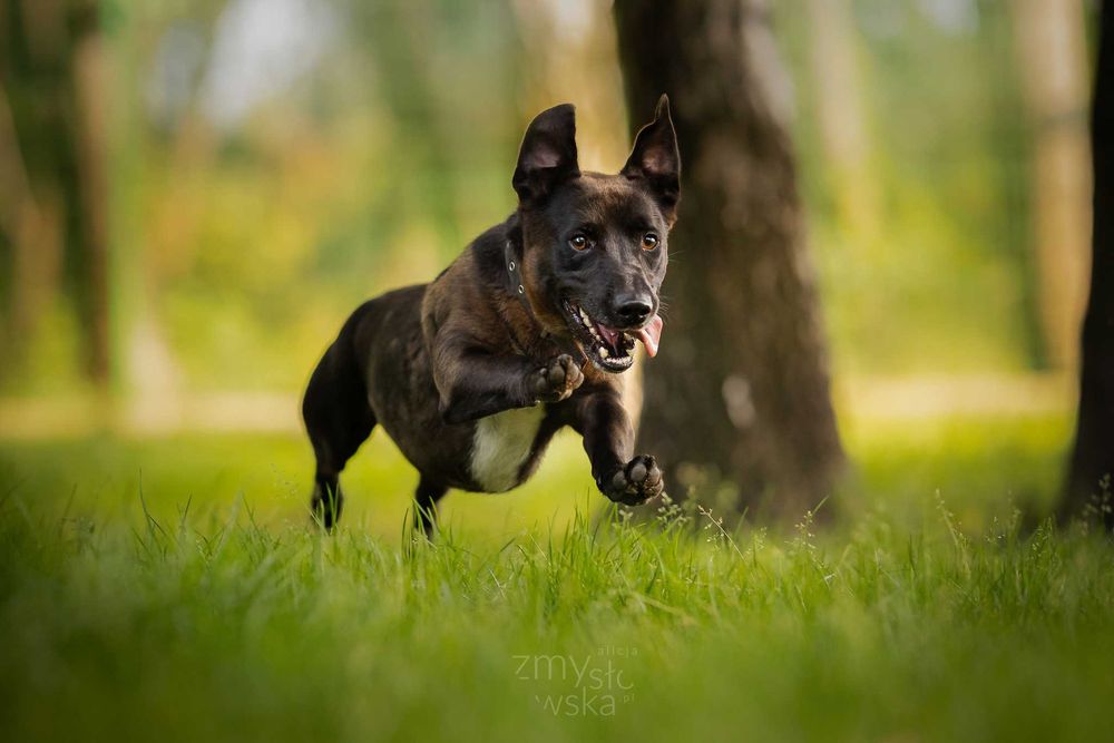 Rabuś czeka na dom...