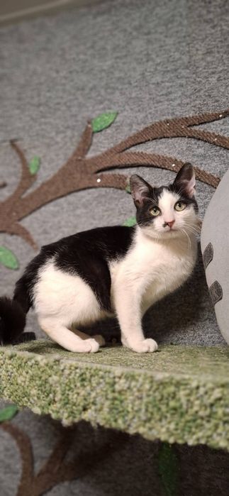 Półroczny Ptyś szuka domu