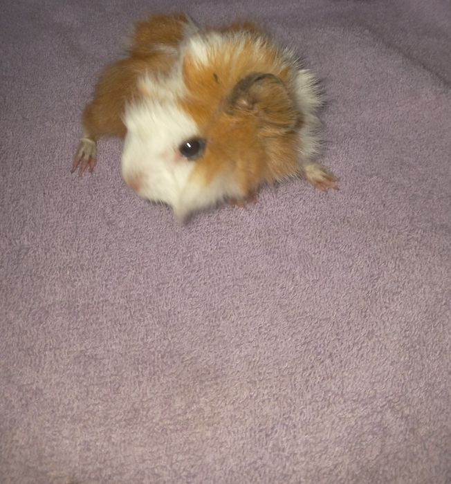 Продам Морськіх свинок