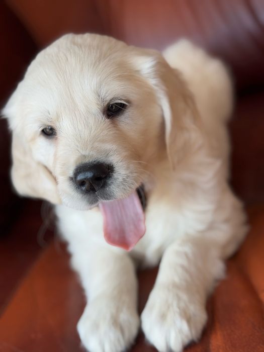 Golden Retriever - szczeniak