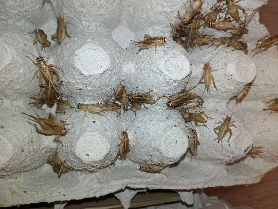 Микс замороженных насекомых