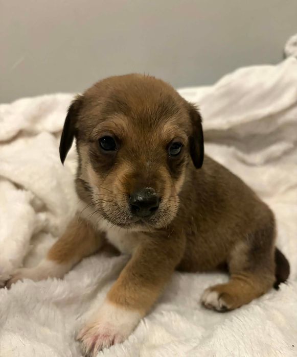 Pieski szukają domu