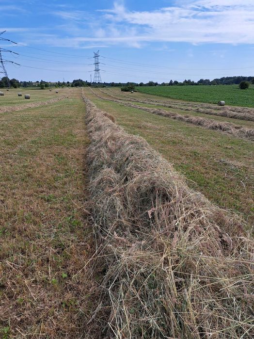 Siano dla koni / siano dla zwierząt / siano zieone tegoroczne