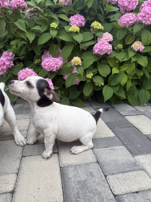 Jack Russell Terrier piesek szczeniak