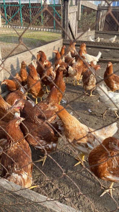 Куры петухи и молодка !!!