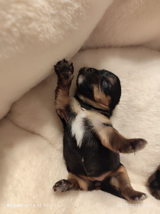 York sunia gotowa do odbioru metryka czip wyprawka