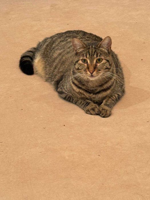 молодий кіт ,любить бавитись і муркотіти, ніжний і красивий