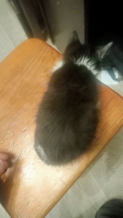 Котик пухнастий продам.   Продаю тільки по Рівному