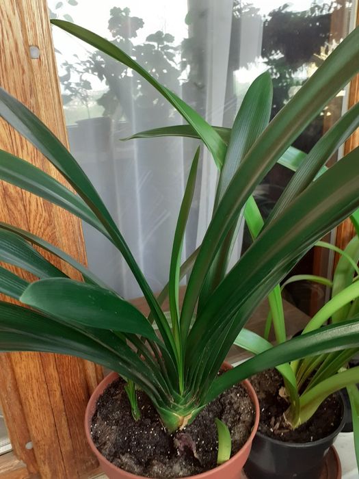 Кливия.Взрослый куст и отростки.