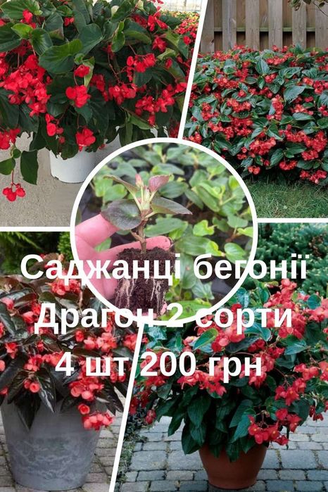 Наложним!Бегонія, фуксії, гвоздика!Саджанці!