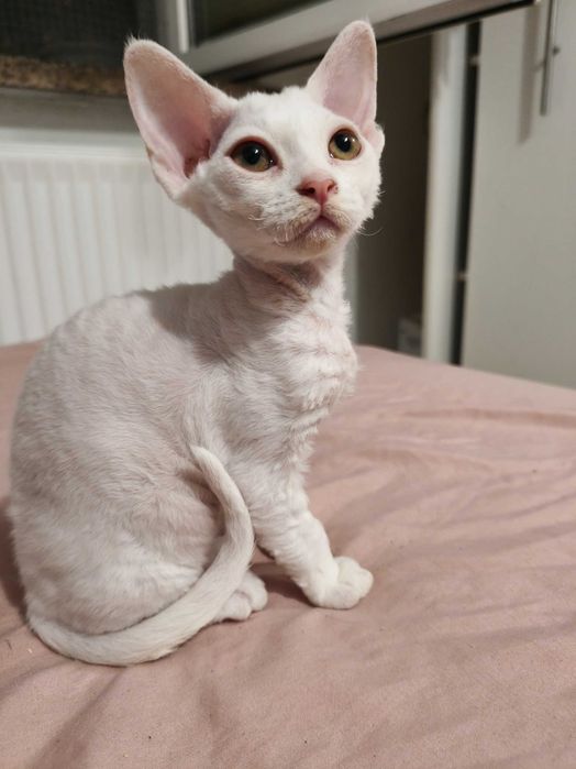 Piękna koteczka Iskierka, Devon rex, FPL