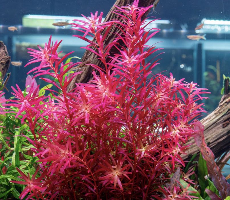 Lote plantas aquario