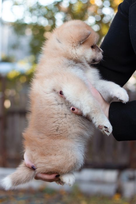 Хлопчик акіта іну , акіта ,akita