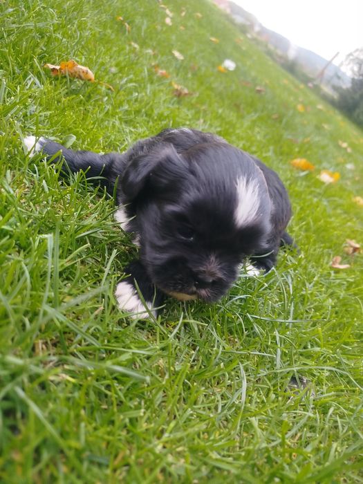 Shih tzu szczeniak