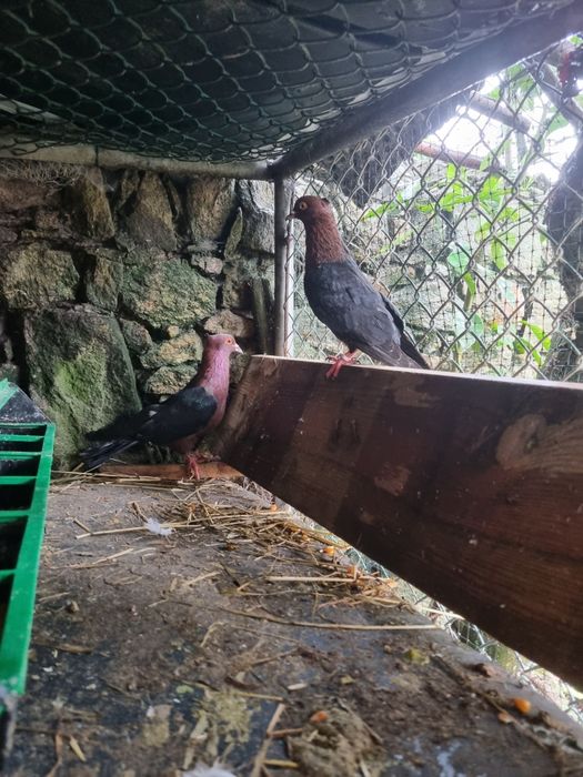 Pombos para venda arcanjos  e viuvinhas