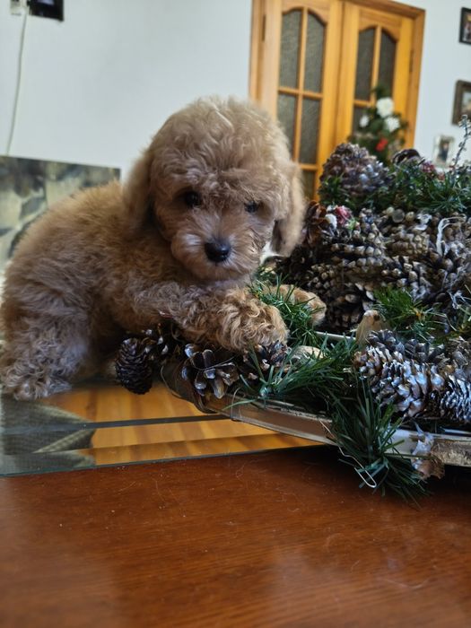 Той пудель дівчинка