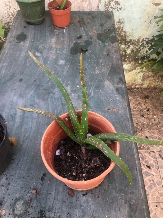 Aloe Vera / Babosa - pequeno