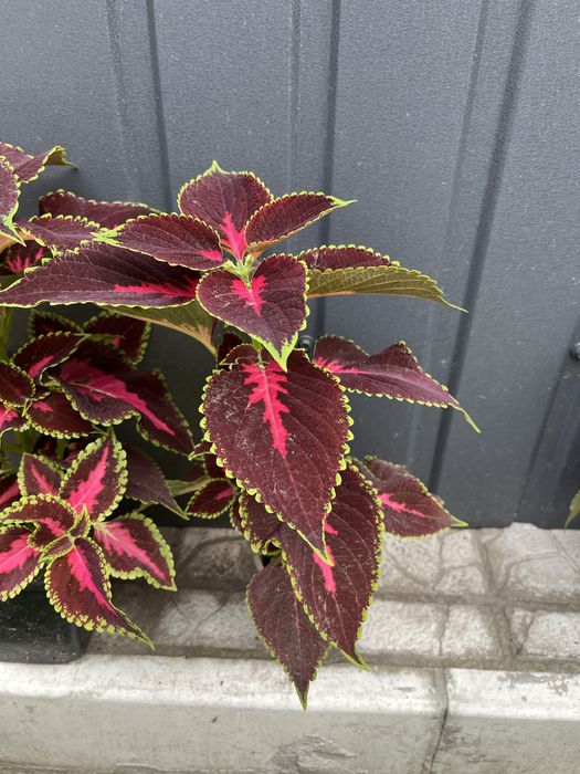 Квіти , колеус, плектрантус