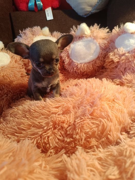 Chihuahua suczka