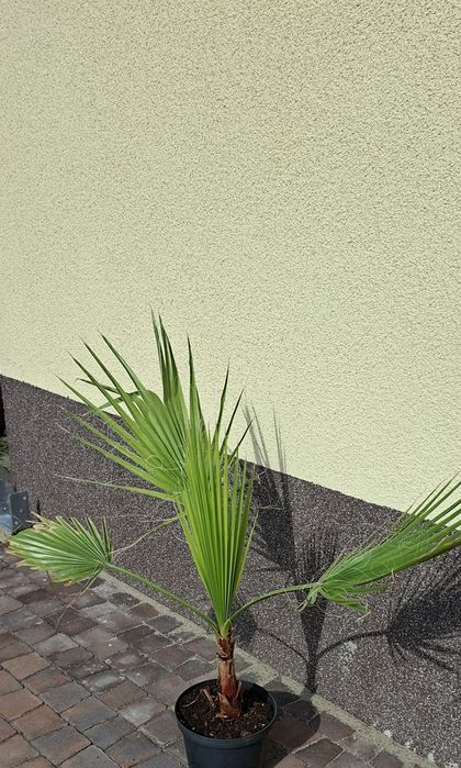 Palma Washingtonia Robusta