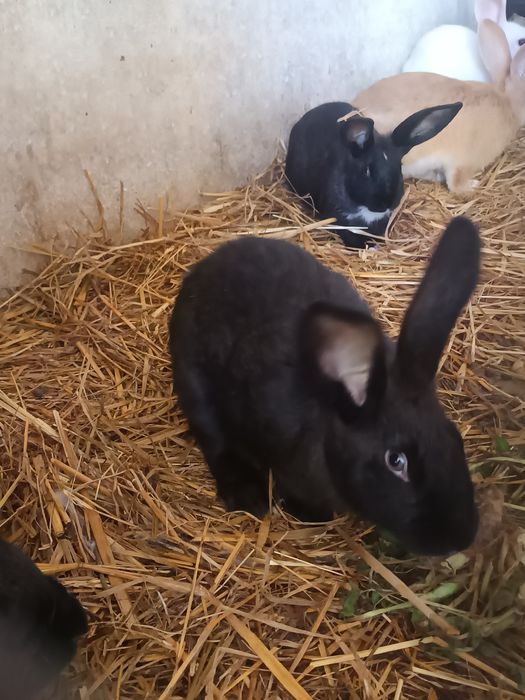 Coelhos para criação