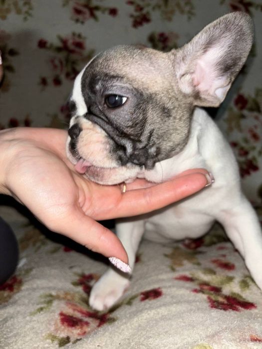 Малыши Французики