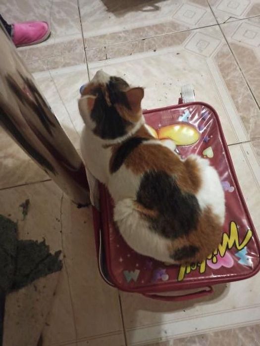 Пропала кошка трёхцветная, Одесса, центр. Базарная